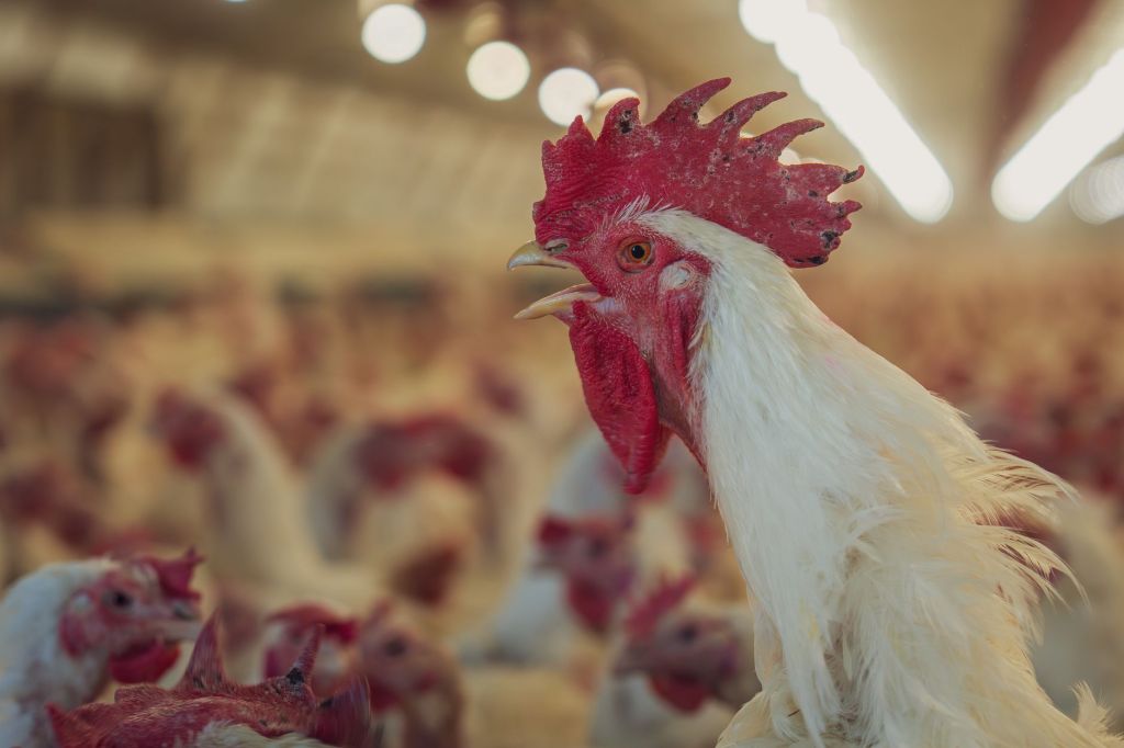 Chicken goes ..Brok!
